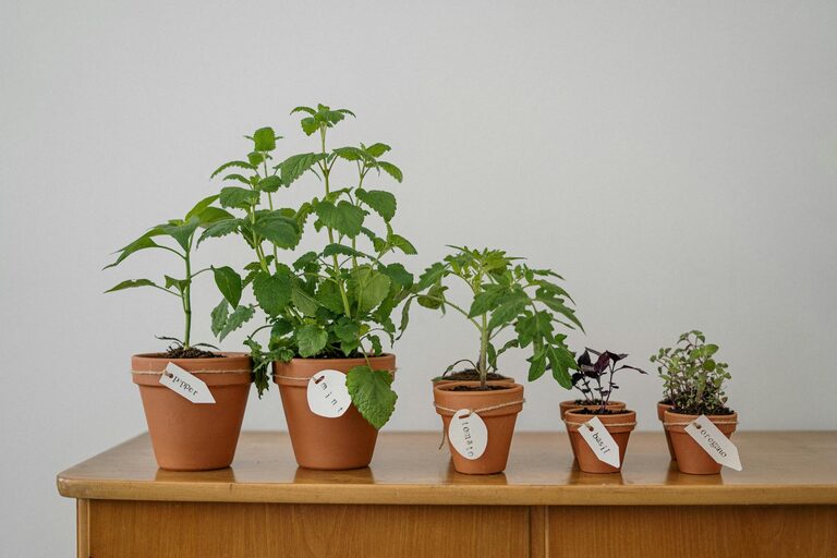 How to Start a Small Herb Garden Indoors Easily